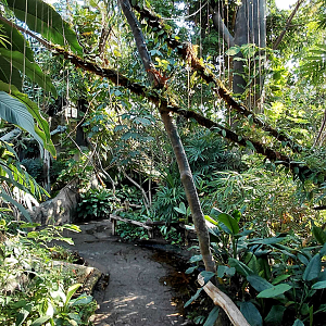 Inside the Indonesian Jungle