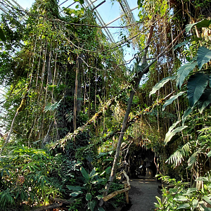 Inside the Indonesian Jungle