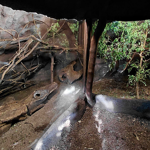 Northern treeshrew exhibit
