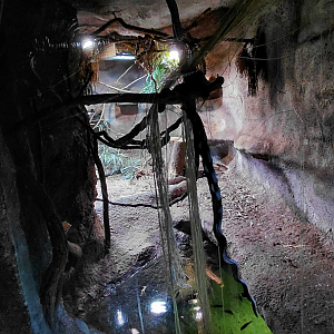 Northern treeshrew exhibit