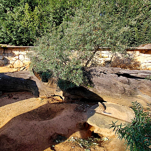 Cape ground squirrel outdoor exhibit