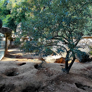 Cape ground squirrel outdoor exhibit