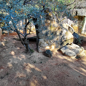 Cape ground squirrel outdoor exhibit