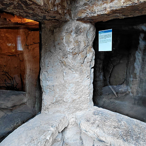 Cape ground squirrel indoor exhibit