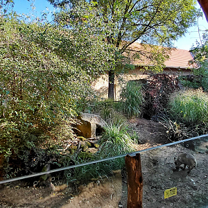 Bat-eared fox outdoor exhibit