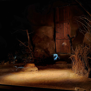 Bat-eared fox indoor exhibit