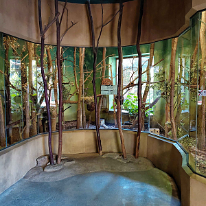 Lemur indoor exhibit