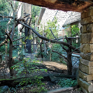 Lemur outdoor exhibit