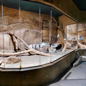 Honey badger indoor exhibit