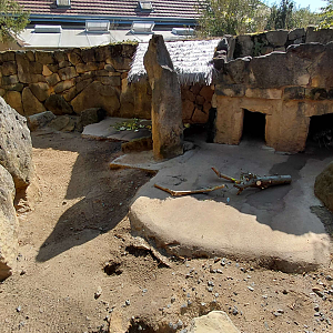 Cape porcupine exhibit
