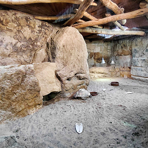Leopard tortoise exhibit