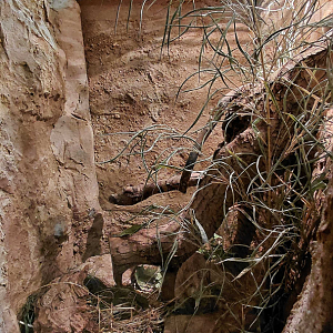 Golden spiny mouse exhibit