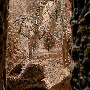 Wagner's gerbil exhibit