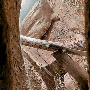 Fat-tailed gerbil exhibit