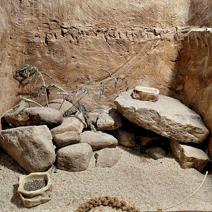 African pygmy mouse exhibit