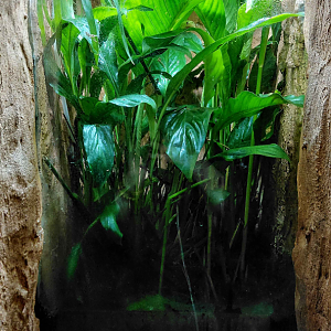 White spotted reed frog