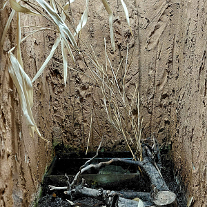 African bullfrog exhibit