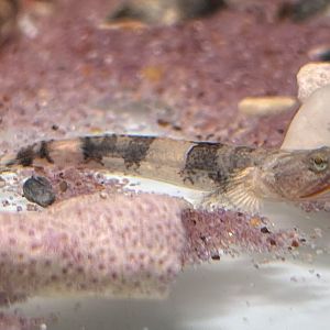 Zebra Dragonet (Schismatogobius risdawatiae)