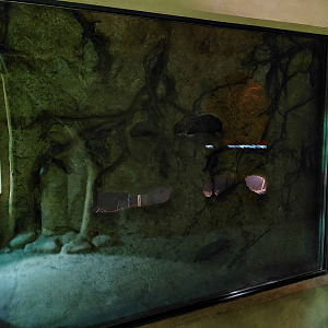 Mechow's mole-rat exhibit