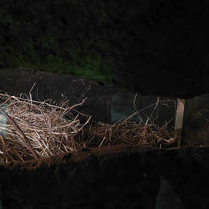 Mechow's mole-rat exhibit