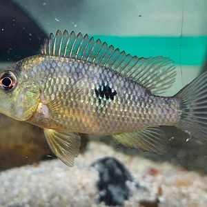 Gold Dust Eartheater ("Geophagus" sp. Alto Sinu)