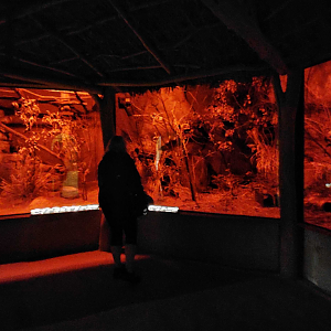 African nocturnal section