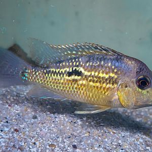 Gold Dust Eartheater ("Geophagus" sp. Alto Sinu)