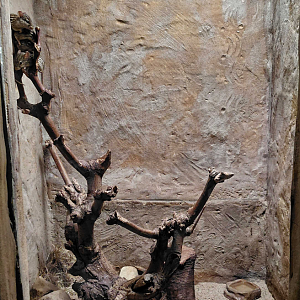 Barbary striped grass mouse exhibit