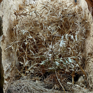 Cryptic mantis exhibit