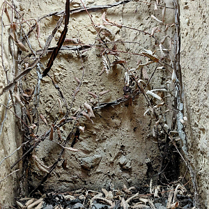 Ghost mantis exhibit