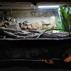 Fire skink exhibit