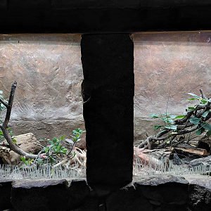 Lesser hedgehog tenrec exhibit