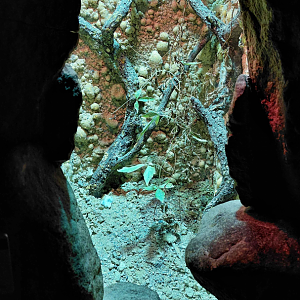 Devil's flower mantis exhibit