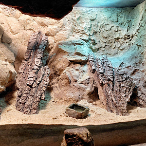 Tropical girdled lizard exhibit