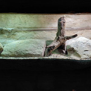 Vaillant's mabuya exhibit