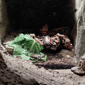 Cockroach + cricket exhibit