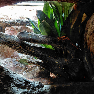 Assassin bug exhibit