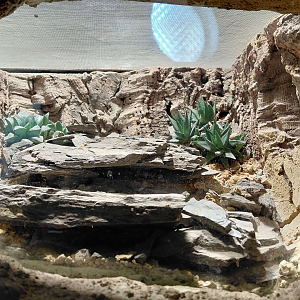 Scorpion exhibit