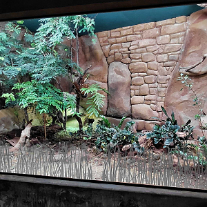 Black and rufous sengi exhibit