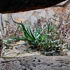 Socotra Island blue baboon exhibit