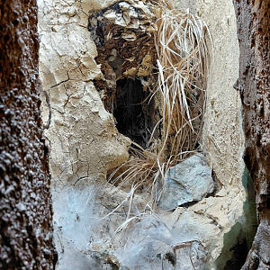 Featherleg baboon spider exhibit