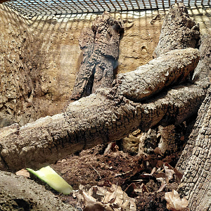 Giant land snail exhibit