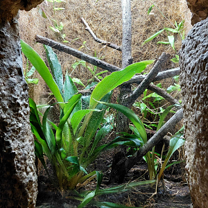 Rufous egg-eater exhibit