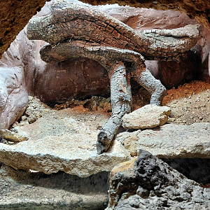 Shiny burrowing scorpion exhibit