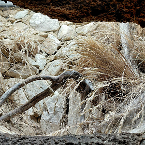 Straight horned baboon exhibit
