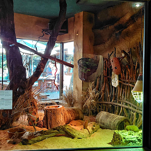 Dwarf mongoose + Garnett's galago exhibit