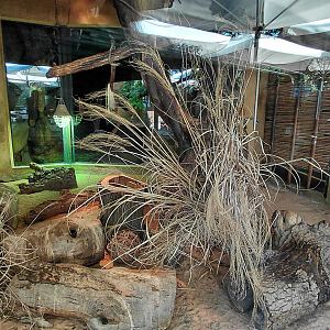 Dwarf mongoose + Garnett's galago exhibit