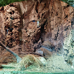 Orange baboon tarantula exhibit