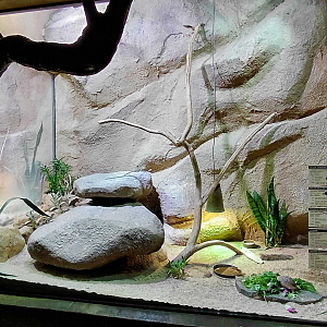 Mixed reptile exhibit