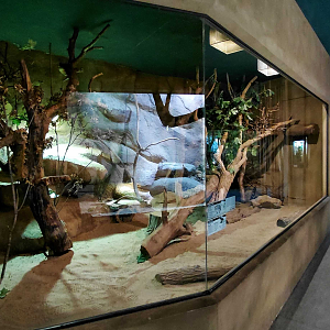 Hyrax + northern treeshrew exhibit
